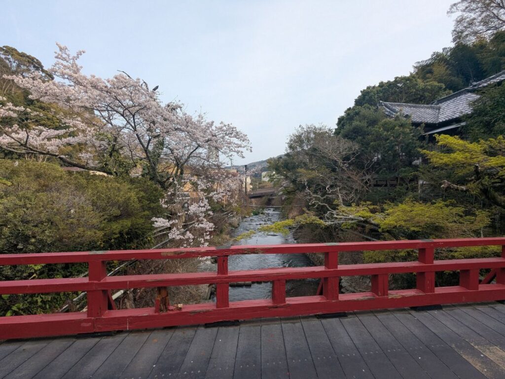 季節の移ろいを感じる、桜が舞い散る最高に気持ちの良い散歩道 / A wonderful walking path with falling cherry blossom petals, feeling the change of seasons.