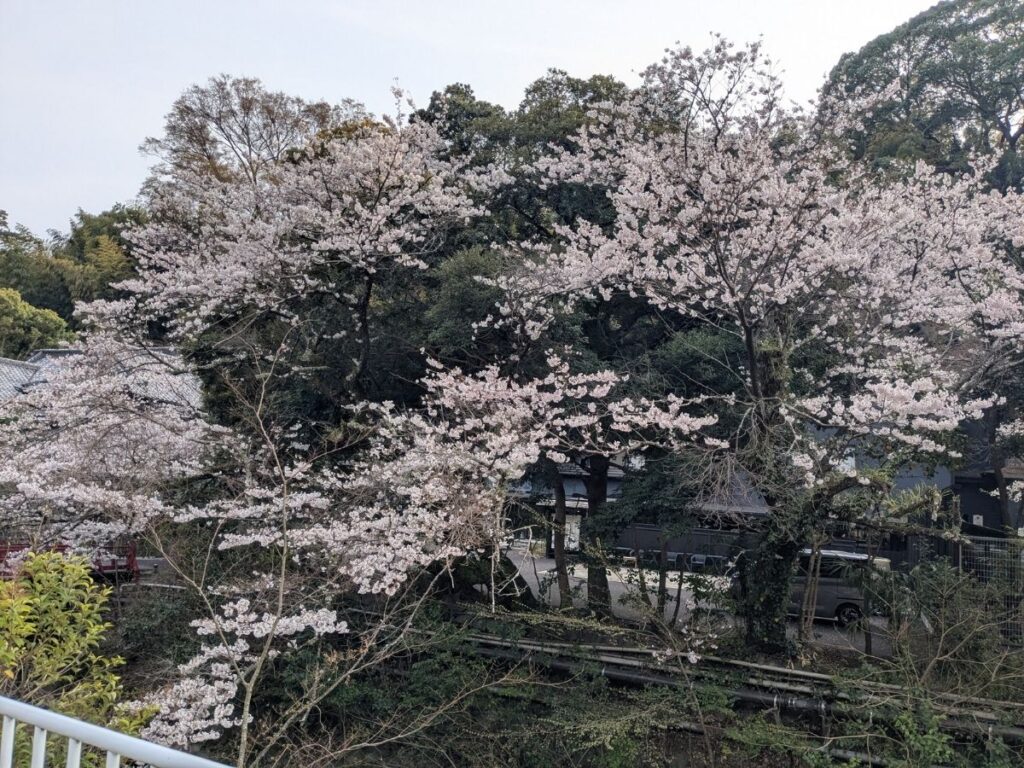 3月末に満開を迎えた、湯河原の川沿いに続く美しい桜並木 / Beautiful cherry blossom trees in full bloom along the river in Yugawara in late March.